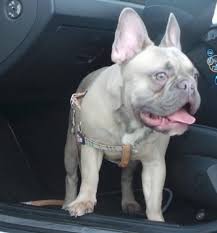 The major breeds of bulldogs are english bulldog, american bulldog, and french bulldog. Lilac Fawn French Bulldog Fawn French Bulldog Bulldog French Bulldog