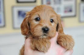 Why buy an irish doodle? Lexi S Puppies Photo Galleries Bella Mini Doodles