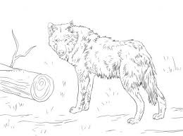The wolf is one of the top predators in the rocky mountains. 25 Wolf Coloring Pages Ideas Coloring Pages Wolf Wolf Coloring Pages