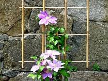Browse 195 clematis on trellis on houzz. Wooden Bamboo And Metal Trellises Overview