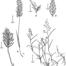 Image result for Agrostis pilgeriana