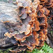 Image result for Craterostigma hirsutum