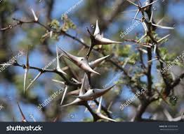 Image result for Acacia erioloba