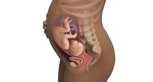 Ssw 33 Sie Sind 33 Wochen Schwanger Babycenter