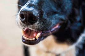 The veterinarian might also need to have a fluid sample in the lymph nodes to discover whether there are cells that are cancerous there. How To Detect And Treat Mouth Cancer In Dogs Angi Angie S List