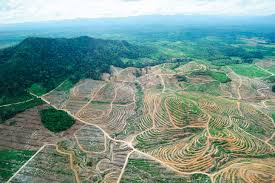 Palm oil is derived from the flesh of the fruit of the oil palm species e. Palm Oil Juggernaut Swats Away Industry Reform Efforts Land Portal