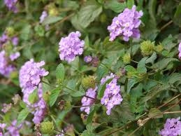 Image result for Lantana angolensis
