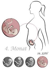 16 Ssw 16 Schwangerschaftswoche Bauch Ultraschall Baby