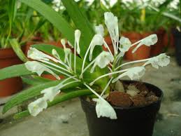 Image result for Podangis dactyloceras