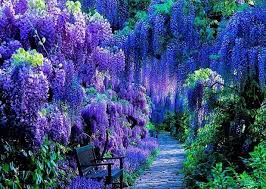 Wisteria Sinensis In Full Bloom Weinheim Germany Just Beautiful Shade Plants Beautiful Gardens Dream Garden