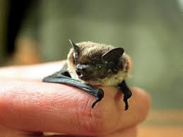 Bat in bedroom what to do. Bat Bites Two Year Old Boy In Cot In Incredibly Rare Incident The Independent The Independent