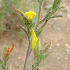 Image result for Orobanchaceae