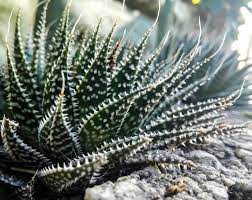 In this article we share the info on proper growing conditions and care. In The Cactus Family Aloe Aristata Cactus Plants Plants Cactus