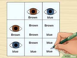 A baby's eye colour is determined by the combination of his parents' eye colour. How To Predict Your Baby S Eye Color 12 Steps With Pictures