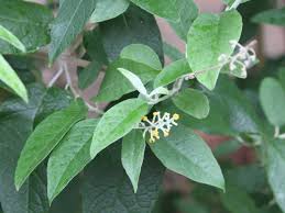Image result for Buddleja madagascariensis