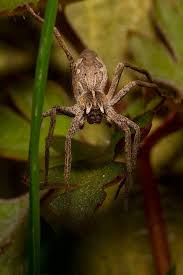 Black And White Striped Spider Texas Nursery Web Spider Con Trung Nhện