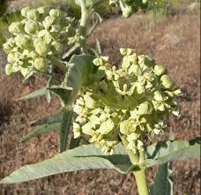 Asclepias Erosa Asclepias Plants Milkweed