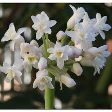 Image result for Tulbaghia fragrans
