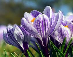 Nuova collezione di fantastici sfondi floreali, eleganti immagini di sfondo di fiori good morning flower wallpapers colorful flowers 4k get free download of thousands of most popular hd floral wallpapers! 3047495 Bhen Crocus Flower Royalty Free Spring Yellow 4k Wallpaper And Background Immagini Di Stock Gratis Tokkoro Com Incredibili Sfondi Hd