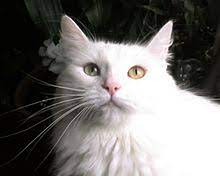 The hind legs are taller than the front. Turkish Angora Wikipedia