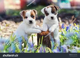two white puppy jack russell terrier standing on tree stump among purple flowersrussell terri jack russell terrier puppies terrier puppies jack russell terrier