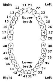 Counting Teeth And Tooth Identification Chinchilla Dental