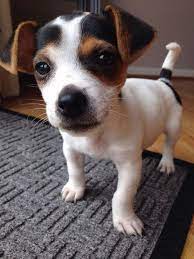 10 Week Old Jack Russell Jupiter2 Jack Russell Puppies Jack Russell Terrier Jack Russell Terrier Puppies