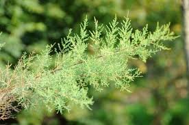 Image result for tamarix ramosissima pink cascade