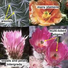 Image result for Cactaceae