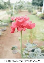 Image result for Rosa sp.