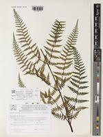 Image result for Hypolepis sparsisora