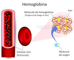Eritrocite hematocrit volumul eritrocitar mediu (vem) leucocite limfocite monocite eozinofile neutrofile trombocite. Sangele Anatomie Si Fiziologie