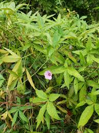 Image result for Ipomoea wightii