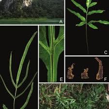 Image result for Athyrium lewalleanum