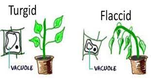 Plant cells become turgid when they are put in dilute solutions. Turgidity Definition And Importance Qs Study