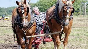 Plowing through 150 years with Niagara South Plowman's Association