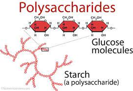 Polysaccaharides Are Complex Carbohydrates Made Of Many Simple Sugars Bad Carbohydrates Carbohydrates Macronutrients