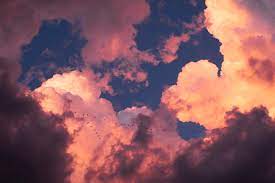 Wayfair.com has been visited by 1m+ users in the past month 500 Pink Sky Pictures Download Free Images On Unsplash