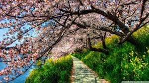 374 cherry blossom hd wallpapers and background images. Free Download Cherry Blossom Tunnel Wallpaper 1920x1080 Cherry Blossom Tunnel 1920x1080 For Your Desktop Mobile Tablet Explore 37 Japanese Cherry Blossom Wallpaper 1920x1080 Bing Cherry Blossom Wallpaper Japanese Cherry