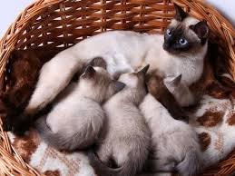 The most common siamese cat material is porcelain & ceramic. Siamese Cats Or Kittens For Sale Bengaluru Mumbai Delhi Pune Mummycat