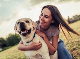 A point of interest (fenway park). Pet Friendly Hotels San Francisco Hotel Spero