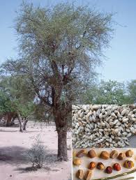 Image result for Balanites aegyptiaca