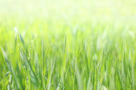Green Grass With Sun Light Sponsored Affiliate Paid Green Sun Light Grass Landscaping Images Green Grass Green