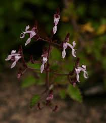 Image result for Aeollanthus rehmannii