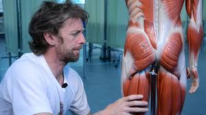 The gluteus maximus muscle is located in the buttocks and is regarded as one of the strongest muscles in the human body. Gluteal Muscles Anatomy Youtube