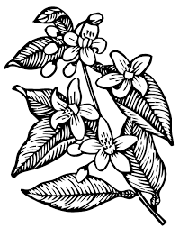 Black And White Orange Blossom Clip Art Ephemeraphilia Free Vector Art Orange Blossoms Flower Drawing Blossoms Art Free Vector Art