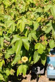 Image result for Gossypium barbadense