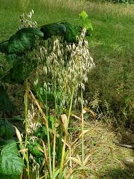 Image result for Avena sativa