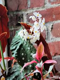 Image result for Begonia potamophila