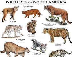 Rattlesnakes Of The North America Poster Print Etsy Small Wild Cats Wild Cat Species Cat Species